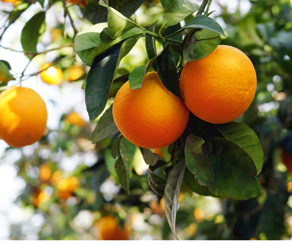 Oranges de Sicile Caisse de 10 kilos