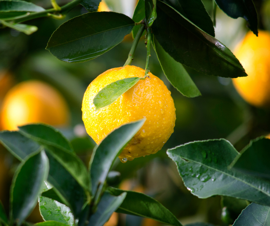 Citron de Sicile Caisse de 5 kilos